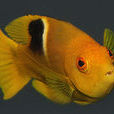 紅普提魚 紅普提魚