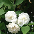 白薔薇