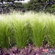中間鹼茅 中間鹼茅