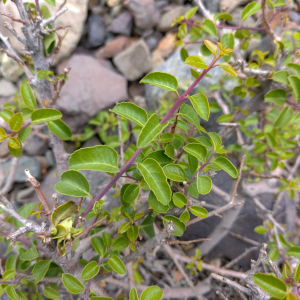 Schinus montana