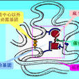 輔基 輔基