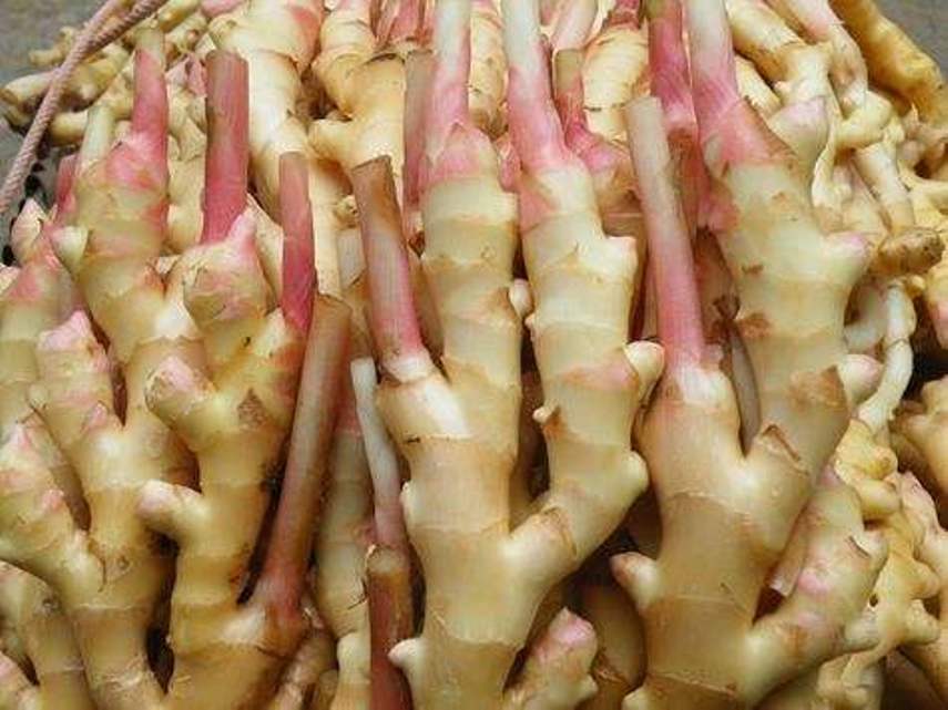 石塘生薑 石塘生薑