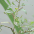 細花丁香蓼 細花丁香蓼