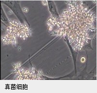 真菌細胞