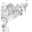 樹斑鳩菊 樹斑鳩菊