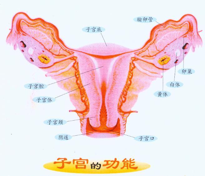 子宮概念圖