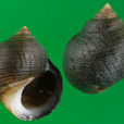 厚殼玉黍螺(濱螺)