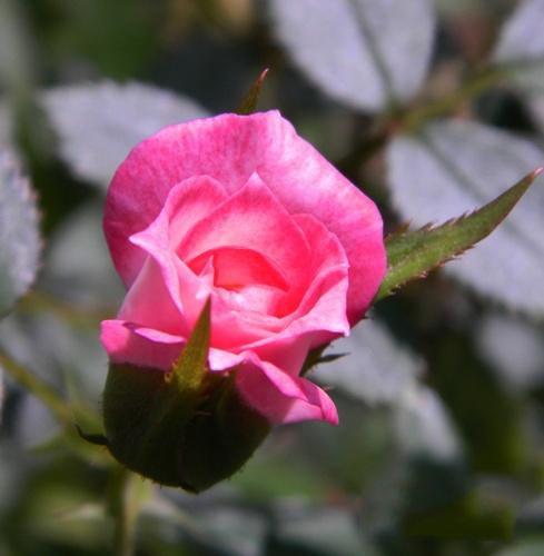粉荷(薔薇屬雜交品種) 粉荷(薔薇屬雜交品種)
