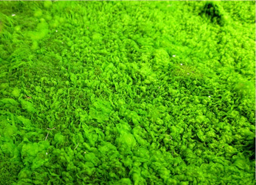 柵藻處理污水