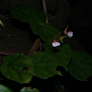 Begonia hondurensis