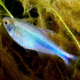 藍燈魚 藍燈魚