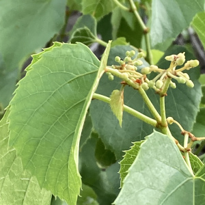 Cissus nymphaeifolia