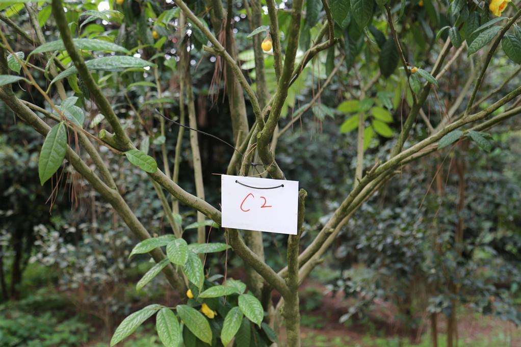 金花茶優樹FS002 金花茶優樹FS002
