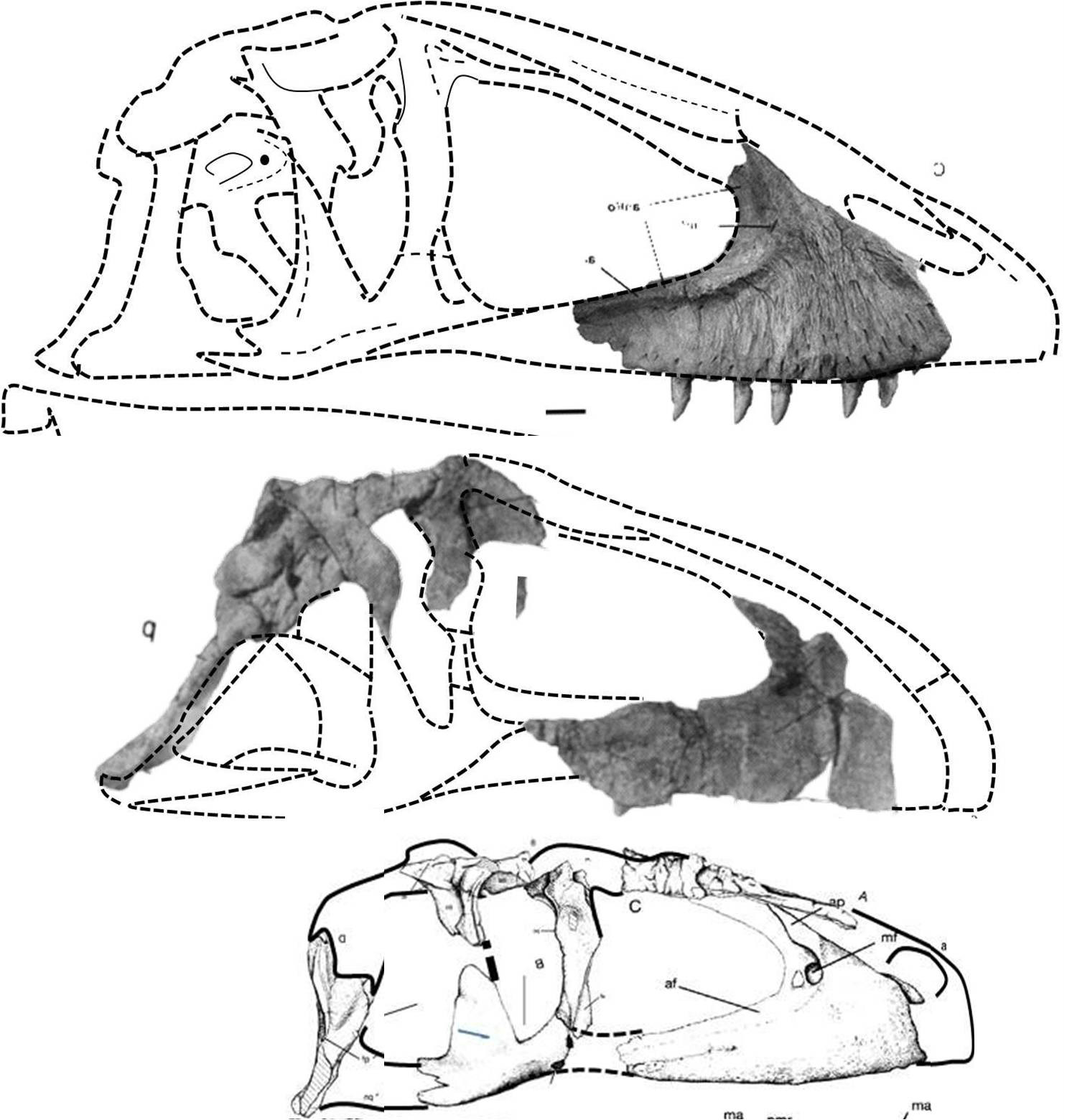 馬普龍頭骨化石