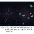 微脂粒 微脂粒