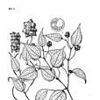 線梗胡椒 線梗胡椒