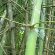 簕竹(禾本科植物)