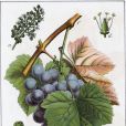 葡萄(Vitis vinifera)