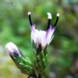翼莖風毛菊 翼莖風毛菊