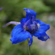 秦嶺翠雀花