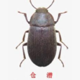 倉潛 倉潛