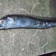 日本帶魚 日本帶魚