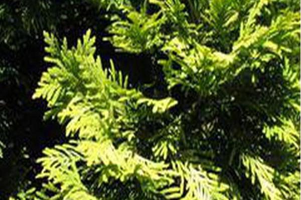 Thuja occidentalis \x27Sunkist\x27
