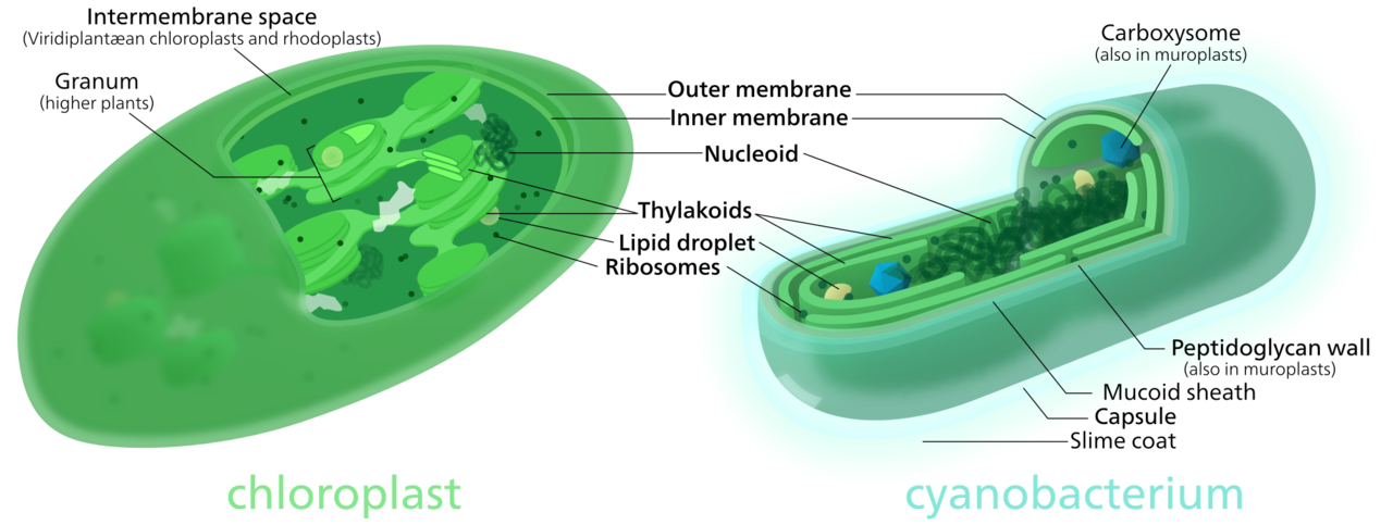 葉綠體（左）與藍藻的結構對比