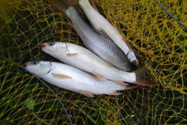 背鱗魚屬 背鱗魚屬