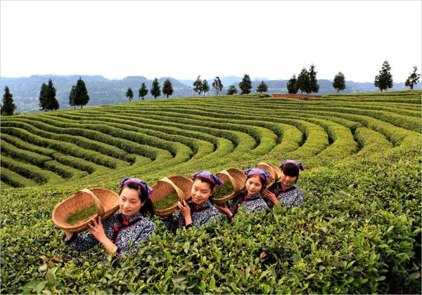 安徽茶香樓有機茶葉公司