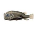 牙棘茄魚 牙棘茄魚