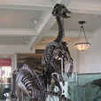 櫛龍亞科 櫛龍亞科