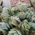 象牙塔(多肉植物) 象牙塔(多肉植物)