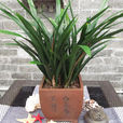 大勛(植物名稱) 大勛(植物名稱)