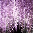 紫藤花語 紫藤花語