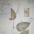 革葉蓼(革葉蓼) 革葉蓼(革葉蓼)