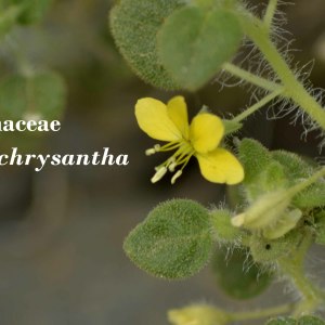 Cleome chrysantha