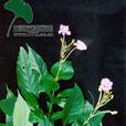 白接骨(白接骨) 白接骨(白接骨)