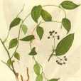 鯰魚須菝葜 鯰魚須菝葜