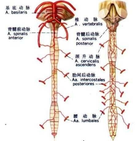 脊髓後動脈