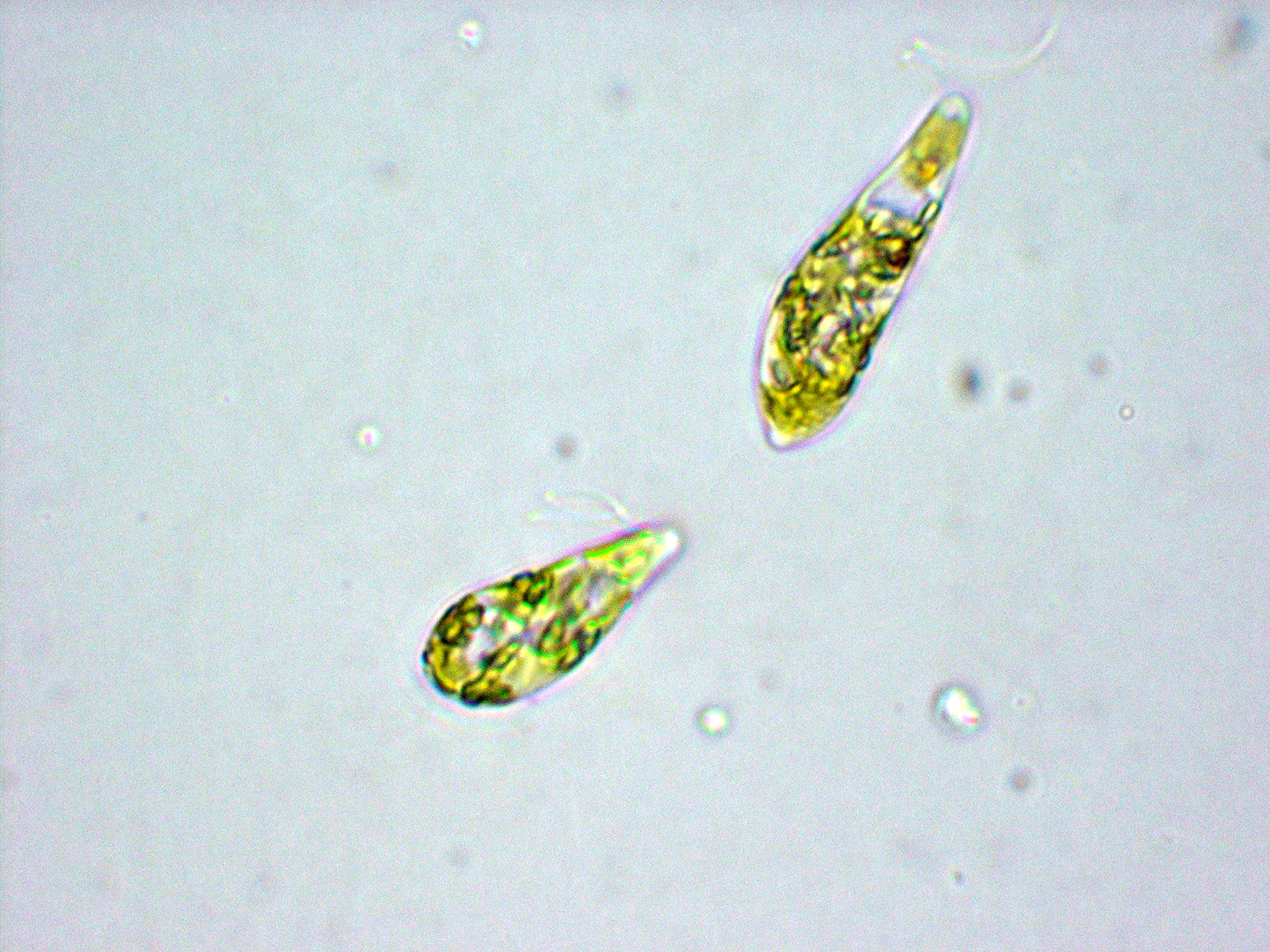 裸藻顯微鏡圖