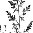 牛尾蒿系 牛尾蒿系