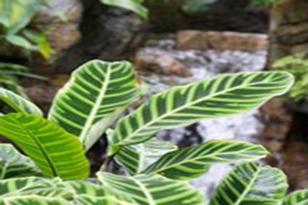 Calathea zebrina Calathea zebrina