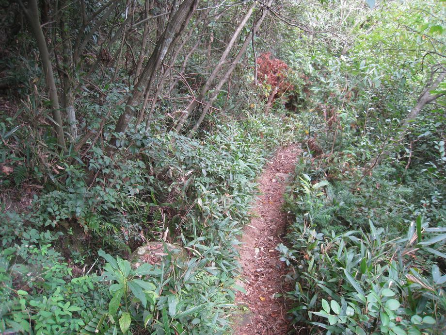 百坑嶺山道 百坑嶺山道