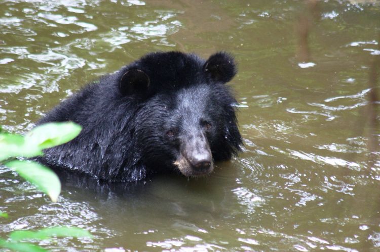 黑熊四川亞種