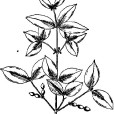尖葉鏈珠藤 尖葉鏈珠藤