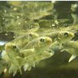 赤鱗魚 赤鱗魚