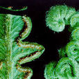 孢子植物