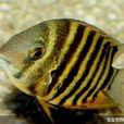 英麗魚(鳳梨魚) 英麗魚(鳳梨魚)