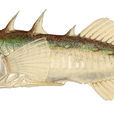 背棘魚科 背棘魚科